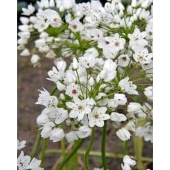 Allium cowanii – Prydløg – 100 stk.