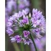 Allium ‘Eros’ – Prydløg – 100 stk. 2 <h3>Allium ‘Graceful Beauty’ – Prydløg – 100 stk.</h3> <p class="isSelectedEnd">Skab et elegant blomsterflor med <strong>Allium ‘Graceful Beauty’</strong> – et smukt prydløg med fine <strong>hvide, stjerneformede blomster</strong>, der samler sig i dekorative blomsterhoveder. Den lyse blomstring giver et let og eksklusivt udtryk og er fantastisk til at skabe kontrast mellem farverige stauder og andre blomsterløg.</p> <p class="isSelectedEnd">Med en højde på ca. <strong>35 cm</strong> er ‘Graceful Beauty’ perfekt til forkanten af bede, langs havestier eller plantet i større grupper. Den blomstrer fra <strong>maj til juni</strong> og fungerer flot sammen med blandt andet tulipaner, stauder, roser og andre Allium-sorter.</p> <p class="isSelectedEnd">En ekstra fordel er, at blomsterne tiltrækker <strong>bier og sommerfugle</strong>, så du får både en smuk og insektvenlig beplantning. Sorten kommer igen år efter år under gode forhold og kan også bruges som <strong>snitblomst</strong> i sommerens buketter.</p> Allium ‘Eros’ – Prydløg – 100 stk.