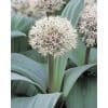 Allium karataviense – Prydløg – 100 stk. 1 <h3>Allium ‘Graceful Beauty’ – Prydløg – 100 stk.</h3> <p class="isSelectedEnd">Skab et elegant blomsterflor med <strong>Allium ‘Graceful Beauty’</strong> – et smukt prydløg med fine <strong>hvide, stjerneformede blomster</strong>, der samler sig i dekorative blomsterhoveder. Den lyse blomstring giver et let og eksklusivt udtryk og er fantastisk til at skabe kontrast mellem farverige stauder og andre blomsterløg.</p> <p class="isSelectedEnd">Med en højde på ca. <strong>35 cm</strong> er ‘Graceful Beauty’ perfekt til forkanten af bede, langs havestier eller plantet i større grupper. Den blomstrer fra <strong>maj til juni</strong> og fungerer flot sammen med blandt andet tulipaner, stauder, roser og andre Allium-sorter.</p> <p class="isSelectedEnd">En ekstra fordel er, at blomsterne tiltrækker <strong>bier og sommerfugle</strong>, så du får både en smuk og insektvenlig beplantning. Sorten kommer igen år efter år under gode forhold og kan også bruges som <strong>snitblomst</strong> i sommerens buketter.</p> Allium karataviense – Prydløg – 100 stk.