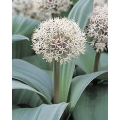 Allium karataviense – Prydløg – 100 stk.