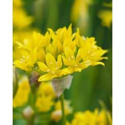Allium moly – Prydløg – 100 stk.