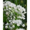 Allium neapolitanum – Hvid prydløg – 100 stk. – Str. 4/+ 2 <h3>Allium roseum – Rosa prydløg – 100 stk. – Str. 5/+</h3> <p class="isSelectedEnd"><strong>Allium roseum</strong> er et elegant og yndefuldt prydløg med smukke <strong>rosa blomster</strong> på stærke, oprette stilke. De fine blomster kombineres med smalle, lange grønne blade og giver planten et let og naturligt udtryk.</p> <p class="isSelectedEnd">Med en højde på ca. <strong>35 cm</strong> er Allium roseum særligt velegnet til bede og rabatter, hvor de rosa blomster tilfører en blød farve mellem stauder og andre blomsterløg.</p> <p class="isSelectedEnd">Allium roseum blomstrer i <strong>maj og juni</strong> og er samtidig attraktiv for <strong>bier og sommerfugle</strong>. Blomsterne er også velegnede som <strong>snitblomster</strong> og kan bruges i buketter.</p> <p class="isSelectedEnd">Sorten er flerårig og en god <strong>naturaliseringsløg</strong>, der kan etablere sig og komme igen år efter år under de rette forhold.</p> <p class="isSelectedEnd">Pakken indeholder <strong>100 løg i størrelse 5/+</strong>.</p> Allium neapolitanum – Hvid prydløg – 100 stk. – Str. 4/+