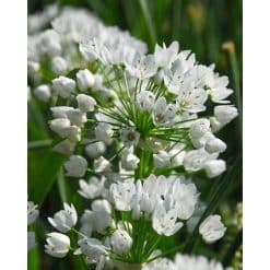 Allium neapolitanum – Hvid prydløg – 100 stk. – Str. 4/+