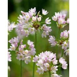 Allium roseum – Rosa prydløg – 100 stk. – Str. 5/+