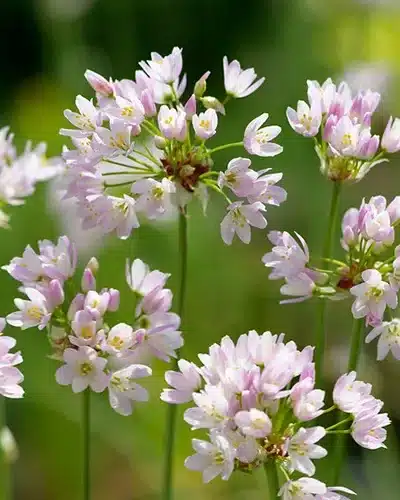 Allium roseum – Rosa prydløg – 100 stk. – Str. 5/+ 3 <h3>Allium roseum – Rosa prydløg – 100 stk. – Str. 5/+</h3> <p class="isSelectedEnd"><strong>Allium roseum</strong> er et elegant og yndefuldt prydløg med smukke <strong>rosa blomster</strong> på stærke, oprette stilke. De fine blomster kombineres med smalle, lange grønne blade og giver planten et let og naturligt udtryk.</p> <p class="isSelectedEnd">Med en højde på ca. <strong>35 cm</strong> er Allium roseum særligt velegnet til bede og rabatter, hvor de rosa blomster tilfører en blød farve mellem stauder og andre blomsterløg.</p> <p class="isSelectedEnd">Allium roseum blomstrer i <strong>maj og juni</strong> og er samtidig attraktiv for <strong>bier og sommerfugle</strong>. Blomsterne er også velegnede som <strong>snitblomster</strong> og kan bruges i buketter.</p> <p class="isSelectedEnd">Sorten er flerårig og en god <strong>naturaliseringsløg</strong>, der kan etablere sig og komme igen år efter år under de rette forhold.</p> <p class="isSelectedEnd">Pakken indeholder <strong>100 løg i størrelse 5/+</strong>.</p> Allium roseum – Rosa prydløg – 100 stk. – Str. 5/+