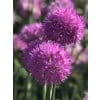 Allium ‘Rosy Dream’ – Rosa prydløg – 100 stk. – Str. 6/+ 1 <h3>Allium roseum – Rosa prydløg – 100 stk. – Str. 5/+</h3> <p class="isSelectedEnd"><strong>Allium roseum</strong> er et elegant og yndefuldt prydløg med smukke <strong>rosa blomster</strong> på stærke, oprette stilke. De fine blomster kombineres med smalle, lange grønne blade og giver planten et let og naturligt udtryk.</p> <p class="isSelectedEnd">Med en højde på ca. <strong>35 cm</strong> er Allium roseum særligt velegnet til bede og rabatter, hvor de rosa blomster tilfører en blød farve mellem stauder og andre blomsterløg.</p> <p class="isSelectedEnd">Allium roseum blomstrer i <strong>maj og juni</strong> og er samtidig attraktiv for <strong>bier og sommerfugle</strong>. Blomsterne er også velegnede som <strong>snitblomster</strong> og kan bruges i buketter.</p> <p class="isSelectedEnd">Sorten er flerårig og en god <strong>naturaliseringsløg</strong>, der kan etablere sig og komme igen år efter år under de rette forhold.</p> <p class="isSelectedEnd">Pakken indeholder <strong>100 løg i størrelse 5/+</strong>.</p> Allium ‘Rosy Dream’ – Rosa prydløg – 100 stk. – Str. 6/+