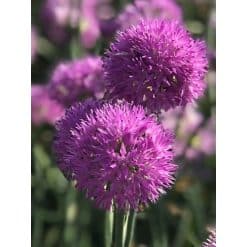 Allium ‘Rosy Dream’ – Rosa prydløg – 100 stk. – Str. 6/+