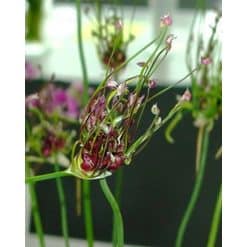 Allium scorodoprasum ‘Art’ – Specielt prydløg – 100 stk. – Str. 5/+