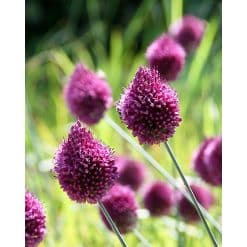 Allium sphaerocephalon – Purpurrød prydløg – 100 stk. – Str. 6/+