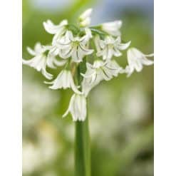 Allium triquetrum – Hvid prydløg – 100 stk. – Str. 5/+