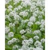 Ramsløg – Allium ursinum – 100 stk.