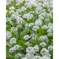 Ramsløg – Allium ursinum – 100 stk.