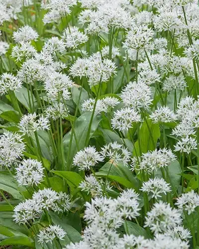 Ramsløg – Allium ursinum – 100 stk. 3 <h3>Ramsløg – Allium ursinum – 100 stk.</h3> <p class="isSelectedEnd"><strong>Ramsløg (Allium ursinum)</strong> er en flerårig løgplante, der om foråret udvikler friske grønne blade efterfulgt af dekorative <strong>hvide blomster</strong>. Planten er kendt for sin karakteristiske og kraftige <strong>hvidløgsduft</strong>, som især mærkes under blomstringen.</p> <p class="isSelectedEnd">Ramsløg trives godt på en <strong>fugtig og kalkrig vokseplads</strong> i sol eller halvskygge. Den er derfor velegnet til mere naturlige beplantninger og områder i haven, hvor jorden ikke tørrer for meget ud.</p> <p class="isSelectedEnd">Planten bliver ca. <strong>35 cm høj</strong> og blomstrer i <strong>maj</strong>. Blomsterne er samtidig attraktive for bier og sommerfugle og bidrager dermed til en mere insektvenlig have.</p> <p class="isSelectedEnd">Ramsløg er flerårig og kan med tiden etablere sig på voksestedet. JUB Holland anbefaler, at løgene <strong>plantes straks efter modtagelsen</strong>.</p> <p class="isSelectedEnd">Pakken indeholder <strong>100 stk. Allium ursinum</strong>.</p> Ramsløg – Allium ursinum – 100 stk.