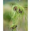 Allium vineale ‘Hair’ – Prydløg med vildt “hår” – 100 stk. – Str. 5/+ 1 <h3>Ramsløg – Allium ursinum – 100 stk.</h3> <p class="isSelectedEnd"><strong>Ramsløg (Allium ursinum)</strong> er en flerårig løgplante, der om foråret udvikler friske grønne blade efterfulgt af dekorative <strong>hvide blomster</strong>. Planten er kendt for sin karakteristiske og kraftige <strong>hvidløgsduft</strong>, som især mærkes under blomstringen.</p> <p class="isSelectedEnd">Ramsløg trives godt på en <strong>fugtig og kalkrig vokseplads</strong> i sol eller halvskygge. Den er derfor velegnet til mere naturlige beplantninger og områder i haven, hvor jorden ikke tørrer for meget ud.</p> <p class="isSelectedEnd">Planten bliver ca. <strong>35 cm høj</strong> og blomstrer i <strong>maj</strong>. Blomsterne er samtidig attraktive for bier og sommerfugle og bidrager dermed til en mere insektvenlig have.</p> <p class="isSelectedEnd">Ramsløg er flerårig og kan med tiden etablere sig på voksestedet. JUB Holland anbefaler, at løgene <strong>plantes straks efter modtagelsen</strong>.</p> <p class="isSelectedEnd">Pakken indeholder <strong>100 stk. Allium ursinum</strong>.</p> Allium vineale ‘Hair’ – Prydløg med vildt “hår” – 100 stk. – Str. 5/+