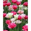 Tulipan ‘Amore’ – Blanding – 100 stk.