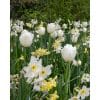 Arctic Fresh – Blanding af blomsterløg – 100 stk.