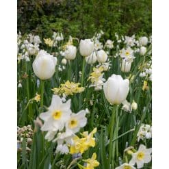 Arctic Fresh – Blanding af blomsterløg – 100 stk.