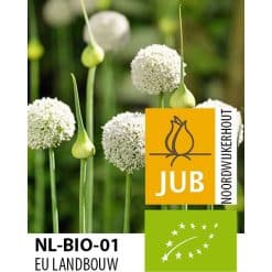 Økologiske Allium ‘Ping Pong’ – Prydløg – BIO – 100 stk. – Str. 5/6