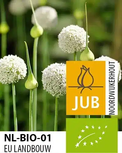 Økologiske Allium ‘Ping Pong’ – Prydløg – BIO – 100 stk. – Str. 5/6 3 <h3>Økologiske Allium ‘Ping Pong’ – Prydløg – BIO – 100 stk. – Str. 5/6</h3> <p class="isSelectedEnd"><strong>Allium ‘Ping Pong’</strong> er et elegant prydløg med flotte <strong>store, hvide blomsterhoveder</strong>, der tilfører lys og struktur til haven. De kugleformede blomster står smukt på de slanke stilke og skaber et stilrent udtryk mellem stauder og andre sommerblomstrende planter.</p> <p class="isSelectedEnd">‘Ping Pong’ bliver omkring <strong>60 cm høj</strong> og blomstrer fra <strong>juni til juli</strong>. Den blomstrer på et tidspunkt, hvor mange stauder allerede har udviklet deres løv, men endnu ikke er kommet i fuld blomst. Derfor er den perfekt til at tilføre farve og liv til staudebedet i denne periode.</p> <p class="isSelectedEnd">Sorten er særligt velegnet til <strong>naturalisering</strong> og gør sig rigtig godt plantet mellem stauder eller i større grupper. Under blomstringen er blomsterne attraktive for <strong>sommerfugle</strong>, hvilket gør ‘Ping Pong’ til et godt valg til den insektvenlige have.</p> Økologiske Allium ‘Ping Pong’ – Prydløg – BIO – 100 stk. – Str. 5/6
