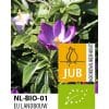 Krokus ‘Ruby Giant’ – Crocus tommasinianus – BIO – 100 stk. – Str. 5/+ 1 <h3 data-start="111" data-end="185">Økologiske Krokus Blanding chr. Romance 100stk.</h3> <h2 data-start="111" data-end="185">Økologisk Krokus-blanding <em data-start="140" data-end="163">chrysanthus ‘Romance’</em> – 100 stk. str. 5/+</h2> <p data-start="187" data-end="558">Denne økologiske krokusblanding med <em data-start="223" data-end="253">Crocus chrysanthus ‘Romance’</em> giver et smukt og livligt farvespil i haven tidligt på foråret. Sorten <em data-start="325" data-end="336">‘Romance’</em> er kendt for sine bløde, gyldengule blomster, som her er blandet med andre botaniske krokus i harmoniske farver. Sammen skaber de et naturligt og farverigt tæppe, der tiltrækker bier og signalerer, at foråret er på vej.</p> Krokus ‘Ruby Giant’ – Crocus tommasinianus – BIO – 100 stk. – Str. 5/+