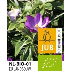 Krokus ‘Ruby Giant’ – Crocus tommasinianus – BIO – 100 stk. – Str. 5/+