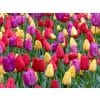 Cheer You Up – Tulipanblanding – 100 stk.
