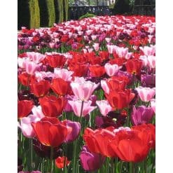 Daily News – Tulipanblanding – 100 stk.