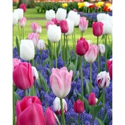 Dancing Tulips – Blomsterløgsblanding – 100 stk.