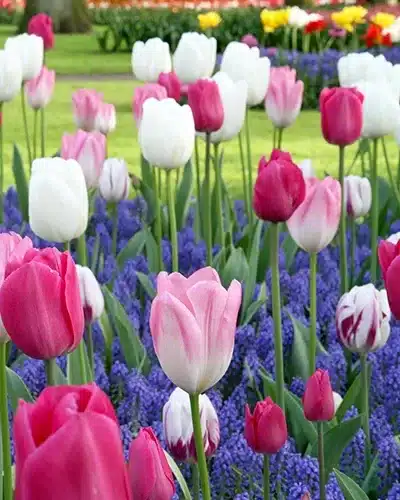Dancing Tulips – Blomsterløgsblanding – 100 stk. 3 <h3>Dancing Tulips – Blomsterløgsblanding – 100 stk.</h3> <p class="isSelectedEnd"><strong>Dancing Tulips</strong> er en smuk og elegant blanding af <strong>tulipaner og blå perlehyacinter (Muscari)</strong>. De lave, blå perlehyacinter danner et tæt blomstrende tæppe, hvorfra de langstilkede tulipaner rejser sig i flotte nuancer af <strong>rosa, hvid og lilla-rosa</strong>.</p> <p class="isSelectedEnd">Forskellen i højderne giver blandingen et spændende udtryk, hvor de høje tulipaner nærmest ser ud til at danse over et tæppe af blå blomster.</p> <p class="isSelectedEnd">Blandingen bliver omkring <strong>15–55 cm høj</strong> og blomstrer fra <strong>april til maj</strong>. Den er velegnet til bede, rabatter og større beplantninger og trives på en <strong>solrig til halvskygget placering</strong>.</p> <p class="isSelectedEnd"><strong>Pakken indeholder:</strong> 100 blomsterløg</p> Dancing Tulips – Blomsterløgsblanding – 100 stk.