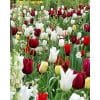 Daring Display – Blomsterløgsblanding – 100 stk. 1 <h3>Daylight to Dusk – Tulipanblanding – 100 stk.</h3> <p class="isSelectedEnd"><strong>Daylight to Dusk</strong> er en elegant og effektfuld tulipanblanding med en markant kombination af <strong>hvide og næsten sorte tulipaner</strong>. Den stærke kontrast mellem de lyse og mørke blomster giver beplantningen et eksklusivt og iøjnefaldende udtryk.</p> <p class="isSelectedEnd">Blandingen består af sentblomstrende tulipaner, der bliver omkring <strong>50–60 cm høje</strong> og blomstrer fra <strong>april til maj</strong>. Den er perfekt til bede og rabatter, hvor man ønsker en enkel, men dramatisk farvekombination.</p> <p class="isSelectedEnd">Daylight to Dusk trives bedst på en <strong>solrig til halvskygget placering</strong> i veldrænet jord.</p> <p class="isSelectedEnd"><strong>Pakken indeholder:</strong> 100 tulipanløg</p> Daring Display – Blomsterløgsblanding – 100 stk.