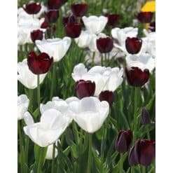 Daylight to Dusk – Tulipanblanding – 100 stk.
