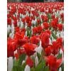 Blomsterløgsblanding ‘Early Birds’ (Victory Alkmaar) – Rød & hvid – 100 stk.