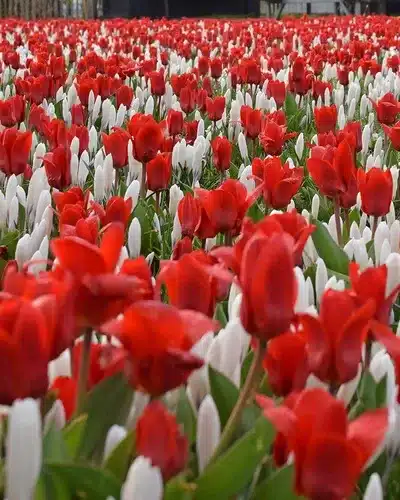 Blomsterløgsblanding ‘Early Birds’ (Victory Alkmaar) – Rød & hvid – 100 stk. 1 <h3>Blomsterløgsblanding ‘Early Birds’ (Victory Alkmaar) – Rød & hvid – 100 stk.</h3> <p class="isSelectedEnd"><strong>‘Early Birds’ (Victory Alkmaar)</strong> er en tidligt blomstrende blomsterløgsblanding med en flot og markant kontrast mellem <strong>rene hvide og klare røde blomster</strong>.</p> <p class="isSelectedEnd">Blandingen kombinerer <strong>hvide storblomstrede krokus med lysende røde, lave tulipaner</strong>, der med deres korte vækst og blomsterform passer smukt sammen med krokusserne. Resultatet er et tæt og harmonisk blomsterflor, der giver haven en frisk og farverig start på foråret.</p> <p class="isSelectedEnd">Blomstringen finder sted i <strong>marts og april</strong>, og med en højde på kun ca. <strong>15–25 cm</strong> er blandingen særligt velegnet til forgrunden af bede og rabatter samt større samlede forårsbeplantninger.</p> <p class="isSelectedEnd">Pakken indeholder <strong>100 blomsterløg</strong>.</p> Blomsterløgsblanding ‘Early Birds’ (Victory Alkmaar) – Rød & hvid – 100 stk.