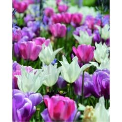 Blomsterløgsblanding ‘Pure and Pastel’ – Rosa, hvid, lilla & blå – 100 stk.