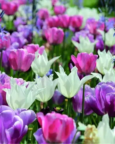 Blomsterløgsblanding ‘Pure and Pastel’ – Rosa, hvid, lilla & blå – 100 stk.