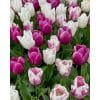 Tulipanblanding ‘Purple Bling’ – Tidlige Prince-tulipaner – 100 stk. – Str. 11/12