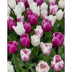 Tulipanblanding ‘Purple Bling’ – Tidlige Prince-tulipaner – 100 stk. – Str. 11/12