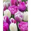 Blomsterløgsblanding ‘Purple Punch’ – Lilla nuancer & hvid – 100 stk.