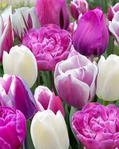 Blomsterløgsblanding ‘Purple Punch’ – Lilla nuancer & hvid – 100 stk. 3 <h3>Blomsterløgsblanding ‘Purple Punch’ – Lilla nuancer & hvid – 100 stk.</h3> <p class="isSelectedEnd"><strong>‘Purple Punch’</strong> er en elegant og iøjnefaldende blomsterløgsblanding fra JUB Holland med fokus på <strong>intense lilla og violette nuancer</strong>. Farverne spænder fra dyb lilla til lysere lilla og rosa-lilla toner, mens et strejf af <strong>hvid</strong> skaber en flot og frisk kontrast.</p> <p class="isSelectedEnd">Den gennemgående lilla farveskala giver beplantningen et harmonisk udtryk, mens variationerne mellem de mørke og lyse nuancer tilfører dybde og liv. De hvide blomster fungerer som små lyse accenter mellem de kraftigere farver.</p> <p class="isSelectedEnd">‘Purple Punch’ bliver ca. <strong>40–50 cm høj</strong> og blomstrer i <strong>april og maj</strong>. Den forholdsvis ensartede højde gør blandingen særligt flot plantet i større grupper, hvor det lilla farvetema virkelig kommer til sin ret.</p> <p class="isSelectedEnd">Pakken indeholder <strong>100 blomsterløg</strong>, og den vejledende plantetæthed er ca. <strong>100 løg pr. m²</strong>.</p> Blomsterløgsblanding ‘Purple Punch’ – Lilla nuancer & hvid – 100 stk.
