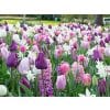Blomsterløgsblanding ‘Purplish’ – Lilla, rosa & hvid – 100 stk. 1 <h3>Blomsterløgsblanding ‘Purple Punch’ – Lilla nuancer & hvid – 100 stk.</h3> <p class="isSelectedEnd"><strong>‘Purple Punch’</strong> er en elegant og iøjnefaldende blomsterløgsblanding fra JUB Holland med fokus på <strong>intense lilla og violette nuancer</strong>. Farverne spænder fra dyb lilla til lysere lilla og rosa-lilla toner, mens et strejf af <strong>hvid</strong> skaber en flot og frisk kontrast.</p> <p class="isSelectedEnd">Den gennemgående lilla farveskala giver beplantningen et harmonisk udtryk, mens variationerne mellem de mørke og lyse nuancer tilfører dybde og liv. De hvide blomster fungerer som små lyse accenter mellem de kraftigere farver.</p> <p class="isSelectedEnd">‘Purple Punch’ bliver ca. <strong>40–50 cm høj</strong> og blomstrer i <strong>april og maj</strong>. Den forholdsvis ensartede højde gør blandingen særligt flot plantet i større grupper, hvor det lilla farvetema virkelig kommer til sin ret.</p> <p class="isSelectedEnd">Pakken indeholder <strong>100 blomsterløg</strong>, og den vejledende plantetæthed er ca. <strong>100 løg pr. m²</strong>.</p> Blomsterløgsblanding ‘Purplish’ – Lilla, rosa & hvid – 100 stk.