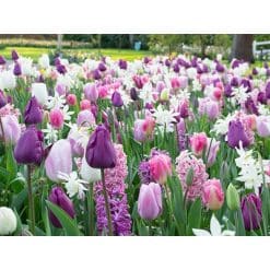 Blomsterløgsblanding ‘Purplish’ – Lilla, rosa & hvid – 100 stk.