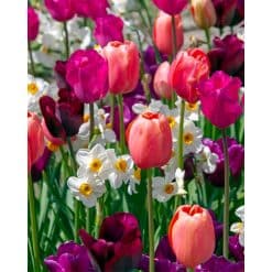 Blomsterløgsblanding ‘Quiet Contrasts’ – Tulipaner & narcisser – 100 stk.