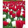 Tulipanblanding ‘Reason to Be Cheerful’ – Rød & hvid – 100 stk. – Str. 11/12