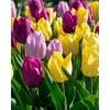 Tulipanblanding ‘Royal Princes’ – 3-farvet tidlig tulipanblanding – 100 stk. – Str. 11/12 1 <h3>Tulipanblanding ‘Reason to Be Cheerful’ – Rød & hvid – 100 stk. – Str. 11/12</h3> <p class="isSelectedEnd"><strong>‘Reason to Be Cheerful’</strong> er en iøjnefaldende tulipanblanding med en klassisk og stærk kontrast mellem <strong>røde og hvide tulipaner</strong>. Blandingen består af <strong>to forskellige lave tulipaner</strong> med elegante, bægerformede blomster.</p> <p class="isSelectedEnd">De klare røde og hvide farver fremhæver hinanden og skaber et markant og veldefineret blomsterflor. Med en højde på kun ca. <strong>25–35 cm</strong> er blandingen perfekt til forgrunden af bede og rabatter, hvor den kan skabe en flot farveeffekt.</p> <p class="isSelectedEnd">Tulipanerne er middeltidligt blomstrende og står i blomst i <strong>april og maj</strong>. Blandingen er også velegnet til større samlede beplantninger og offentlige grønne områder.</p> <p class="isSelectedEnd">Pakken indeholder <strong>100 tulipanløg i størrelse 11/12</strong>.</p> Tulipanblanding ‘Royal Princes’ – 3-farvet tidlig tulipanblanding – 100 stk. – Str. 11/12