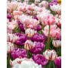Tulipanblanding ‘Spring Peonies’ – Dobbelte pæonlignende tulipaner – 100 stk. – Str. 11/12