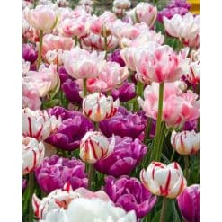 Tulipanblanding ‘Spring Peonies’ – Dobbelte pæonlignende tulipaner – 100 stk. – Str. 11/12