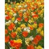 Blomsterløgsblanding ‘Sunset’ – Orange tulipaner & duftende narcisser – 100 stk. – Str. 11/12