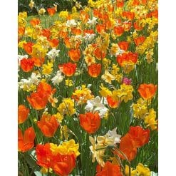 Blomsterløgsblanding ‘Sunset’ – Orange tulipaner & duftende narcisser – 100 stk. – Str. 11/12
