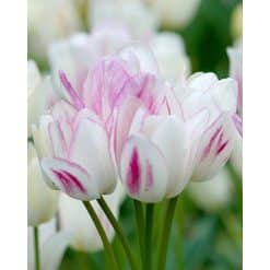 Tulipa Candy Club – Tulipan - 100 stk.
