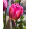 Tulipan 'Don Quichotte' – 100 stk. 2 <h1>Tulipan 'Dynamo' – 100 stk.</h1> <p class="isSelectedEnd"><strong>Tulipa 'Dynamo'</strong> er en flot, kraftig tulipan med smukke røde blomster. Den bliver ca. 45 cm høj og blomstrer i april, hvor den tilfører haven en intens og klassisk forårsfarve.</p> <p class="isSelectedEnd">'Dynamo' er velegnet til bede og rabatter samt til krukker og plantekasser på terrassen eller altanen. De stærke stilke og flotte blomster gør den også særdeles velegnet som snitblomst til buketter.</p> <p class="isSelectedEnd">Plant løgene om efteråret ca. 10 cm dybt med 5–10 cm mellem hvert løg. Vælg en solrig til let skygget placering med veldrænet jord. Ved større beplantninger anbefales ca. 80 løg pr. m².</p> Tulipan 'Don Quichotte' – 100 stk.